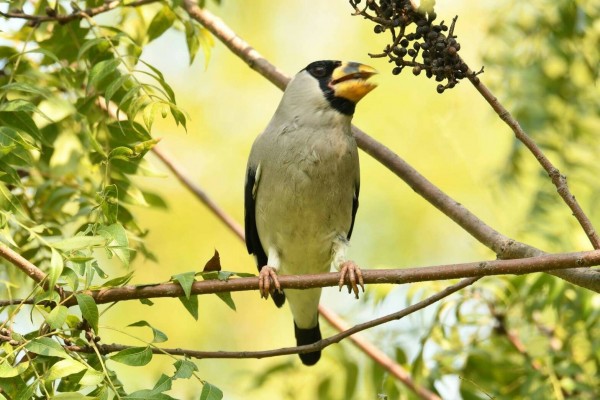 桑鳲首度現蹤高雄。（張榮進提供）