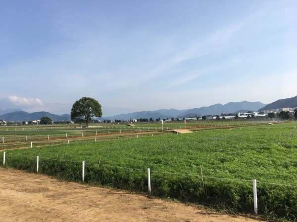 新社花海目前已綠油油一片，等待花開。（農業局提供）