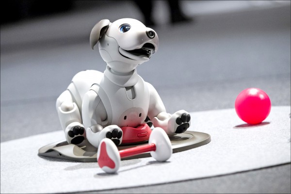 日本SONY公司在二○○六年停產的陪伴機器狗「AIBO」，預定明年一月推出新機種，名稱改為英文小寫的「aibo」。（彭博）