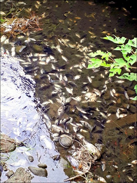 北屯區二重溪大量魚群暴斃，死魚佈滿溪面。（市議員謝明源服務處主任謝家宜提供）