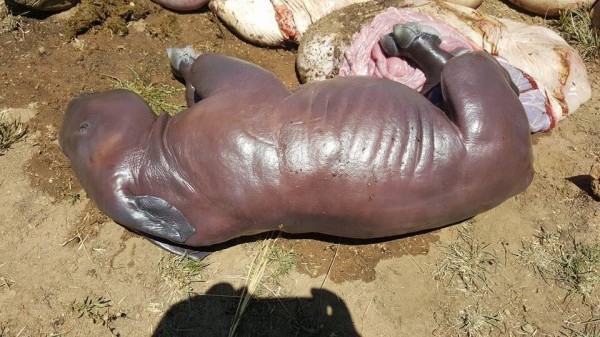南非普林斯堡國家公園（Pilanesberg National Park）有一對犀牛母子遭盜獵者殺害，且犀牛媽媽當時還懷有身孕，造成2屍3命的悲劇。（圖取自Pilanesberg National Park & Wildlife Trust臉書）