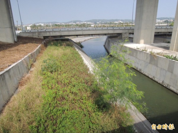 苗栗縣高鐵特定區北勢溪親水廊道，沿線雜草叢生。（記者張勳騰攝）