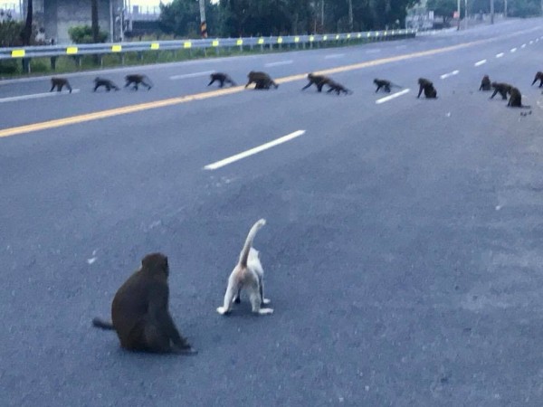 林內觸口猴群過馬路，不但會排隊，還有「小白猴」等2隻猴子交管導護，令人嘖嘖稱奇。（劉建成提供）