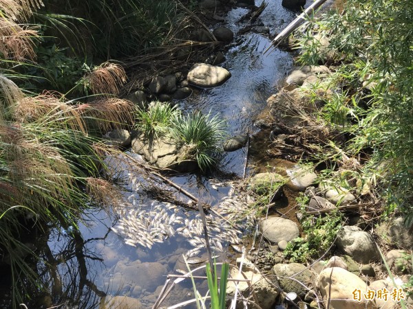 新竹縣關西鎮東安里12鄰野溪出現小魚仔暴斃，結果無關天旱水中溶氧量缺少，也非有人排放有毒物，官方研判竟是養殖池的小魚仔，被主人驟然野放「魚水不歡」而喪命。（記者黃美珠攝）