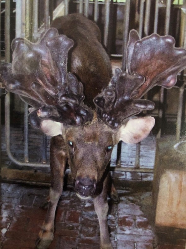 台南市鹿農張榮輝飼養的台灣水鹿今年產出1對重達389.6兩的鹿茸，榮獲今年高產茸鹿評選冠軍。（記者佟振國翻攝）