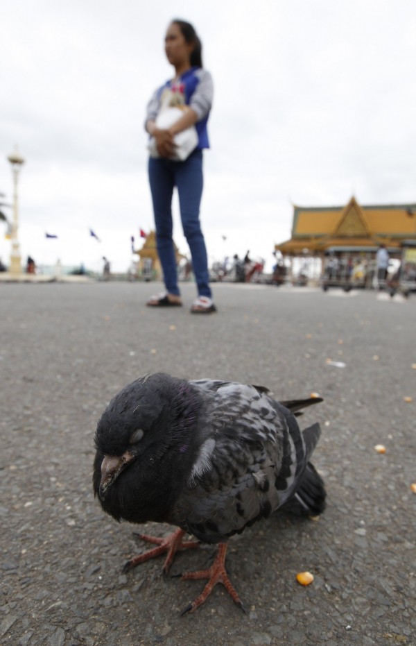 繼上週日本之後 南韓今日證實養鴨場感染H5N6禽流感