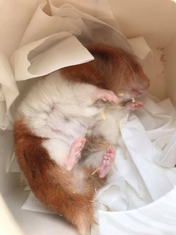 來自牛津郡的古德曼在臉書分享，因為倉鼠「Fudge」突然「動也不動」，以為牠已經長眠，差點把因為天冷進入冬眠的小寵物給埋葬了。（圖取自臉書）