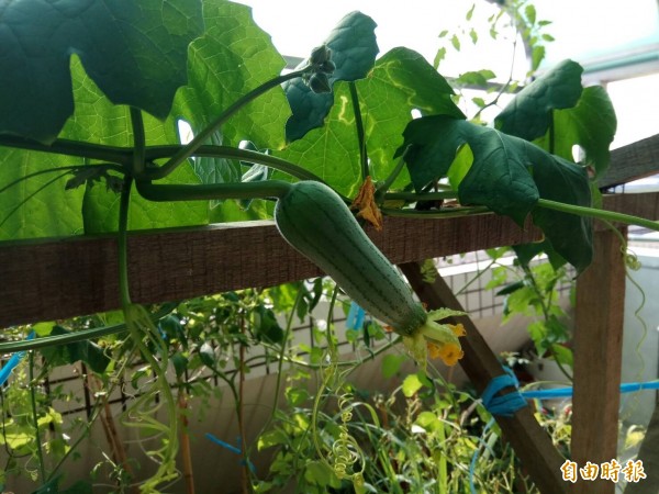 蝶豆花上長絲瓜農業專家驚呆了 生活 自由時報電子報 蝶豆花上長絲瓜農業專家驚呆了 生活 自由時報電子報