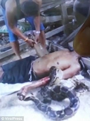 泰國一名男子遭到野生蟒蛇絞死。（圖擷自DailyMail）
