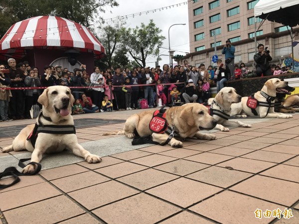 新北市警犬，今大展身手。（記者葉冠妤攝）