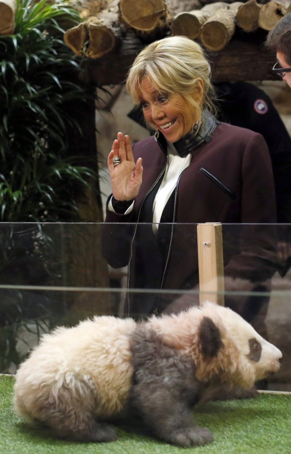 小熊貓跳起作勢要咬法國第一夫人布莉姬（Brigitte Macron）的手，讓她嚇了一跳。（歐新社）