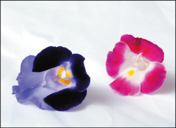 食尚體驗 花食生活 發現新滋味 生活週報 自由時報電子報