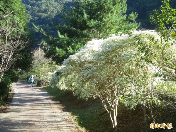 信義鄉牛稠坑柳家梅園，栽種能開出白花的細雪聖誕，沿著步道綻放花朵，彷彿是覆上白雪。（記者劉濱銓攝）