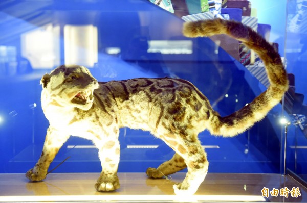 台博館本館保存的台灣雲豹標本。（資料照，記者趙世勳攝）