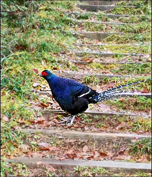 千元鈔上 國鳥 太平山帝雉數量增 地方 自由時報電子報