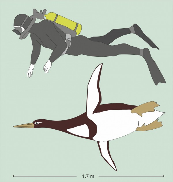 驚 古代企鵝身高177公分體重和川普差不多 國際 自由時報電子報