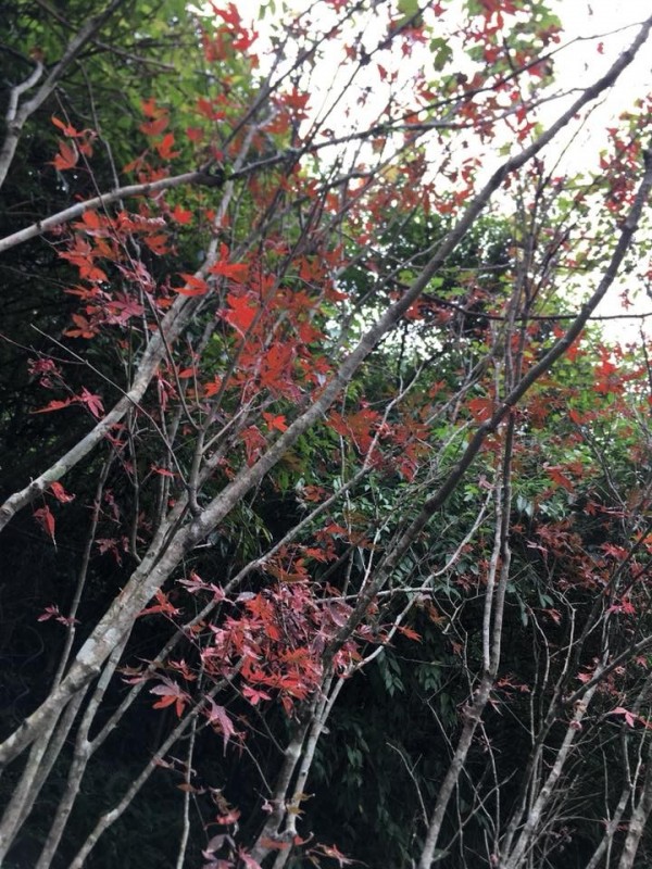 宜蘭縣台7甲線棲蘭路段兩側的楓葉紅了。（圖由陳傑麟提供）