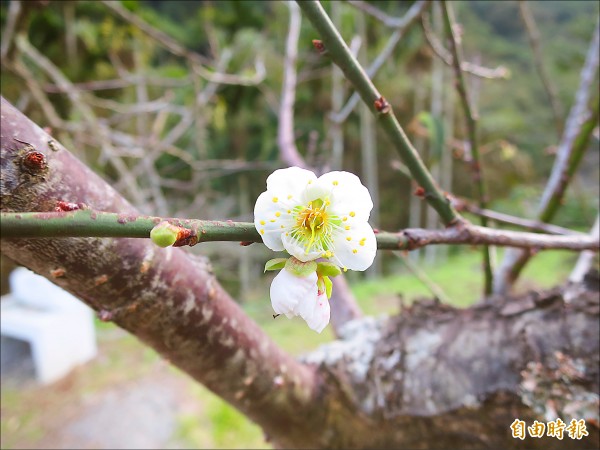 信義鄉牛稠坑梅區，早發的梅花已經綻放，潔白花形相當美麗。（記者劉濱銓攝）