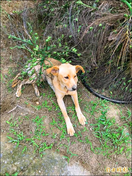 嘉縣 番路傳毒狗7隻口吐白沫斷氣 地方 自由時報電子報