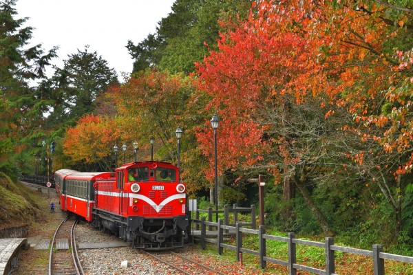 對高岳車站周邊楓紅搭配森林鐵道列車行經，景致優美。（黃源明提供）