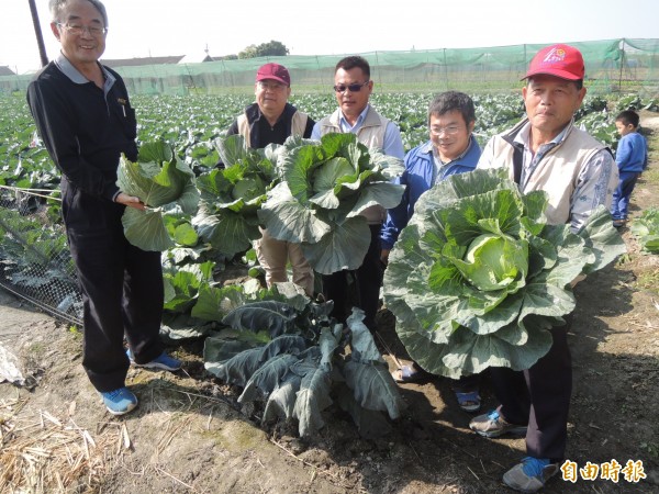 西螺鎮農會今安排民眾體驗下田採收高麗菜。（記者陳燦坤攝）