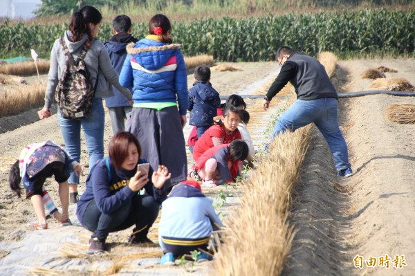 鹿草鄉農會舉辦認養西瓜活動，讓民眾體驗稼接與定植過程。（記者林宜樟攝）