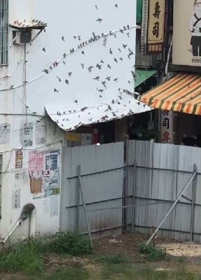 大批野鳥受飼料吸引，群集在屏東市林森路一帶。（記者李立法翻攝）