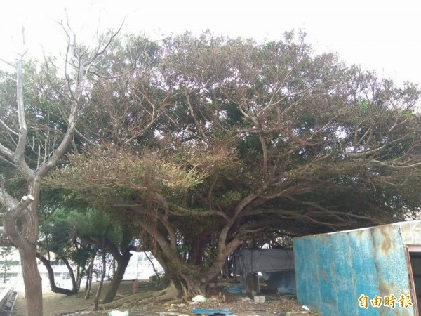 澎湖多功能綜合體育館即將動工，居民希望保留榕樹林。（記者劉禹慶攝）