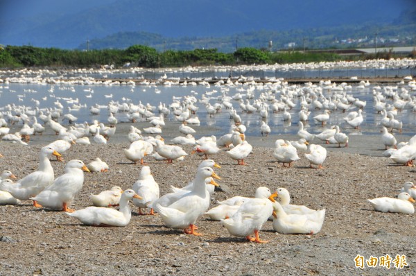 南投縣一處養鴨場檢出國內首見的新種H5N6禽流感病毒。畫面非該養鴨場。（資料照，記者花孟璟攝）