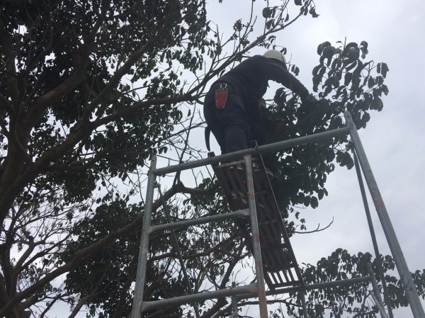 樹醫師攀爬上金城武樹，查看復原狀況。（記者王秀亭翻攝）