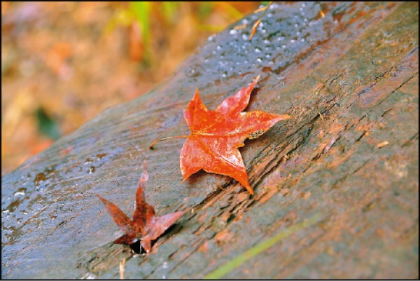 步道沿線不時有楓紅落葉點綴，相當詩意。（記者潘自強／攝影）