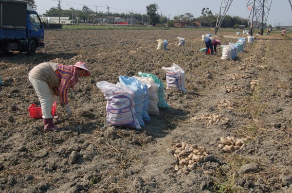 這一季水林地瓜產量及品質均不理想。（記者陳燦坤攝）