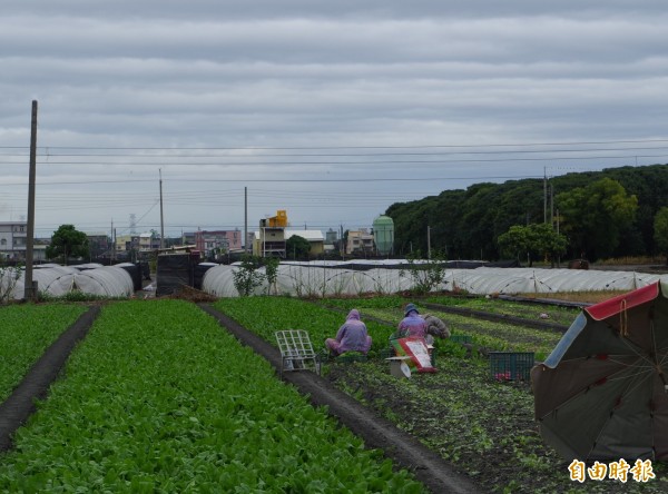 農民冒著刺骨低溫採收。（記者林國賢攝）