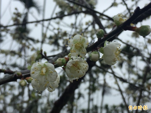 連日氣溫驟降，六龜寶來梅花陸續綻放，美景猶如雪白銀色國度。（記者黃佳琳攝）