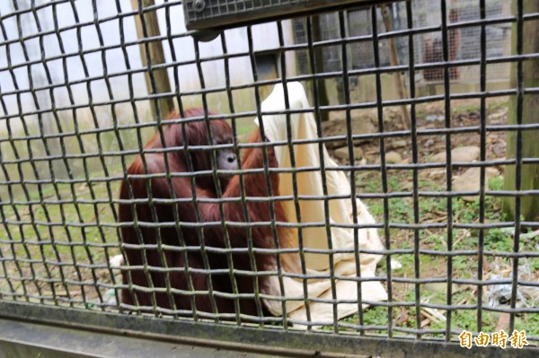 每到冬季屏科大保育類野生動物收容中心都會為紅毛猩猩們送上禦寒的被單、衣物。（記者邱芷柔攝）