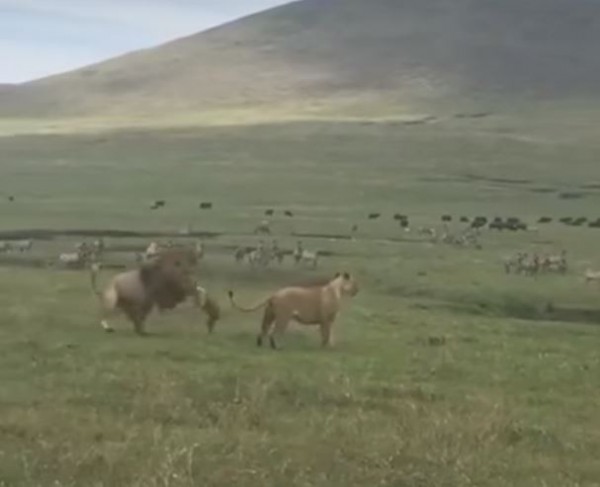 非洲國家坦尚尼亞的恩戈羅保護區（Ngorongoro Conservation Area）內，有1隻狗試圖攻擊2隻獅子。（圖擷取自YouTube）