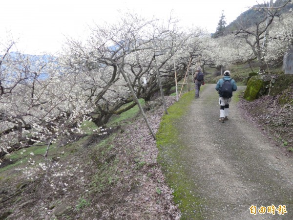 信義鄉外坪頂梅區，花開4、5成，平日也吸引遊客賞花。（記者劉濱銓攝）