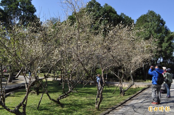 角板山行館梅園的梅花盛開。（記者周敏鴻攝）