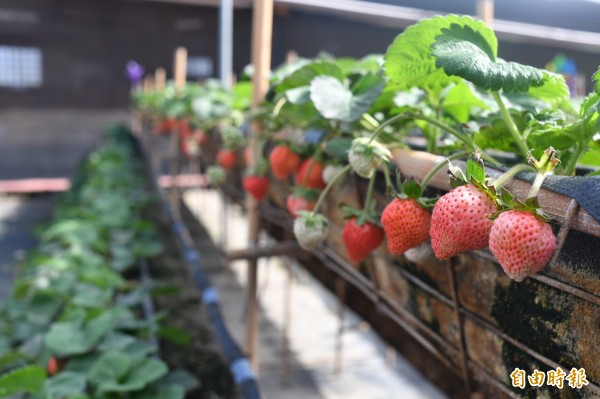 白草莓與一般草莓相比，顏色相當夢幻。（記者蔡宗憲攝）
