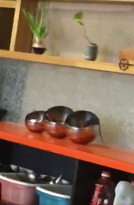 民眾到彰化一家火鍋店用餐，卻驚見老鼠埋頭大啖醬料！（翻攝自「爆料公社」臉書）