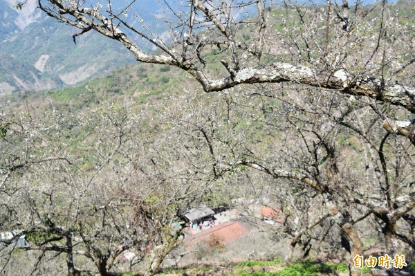 六龜竹林休閒農業區賴家古厝後山坡11公頃梅園，滿山遍野的花海十分吸睛。（記者蘇福男攝）