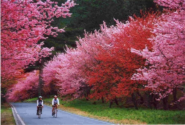 雪霸國家公園管理處為因應武陵櫻花季交通疏運措施，預定於2月16日至2月25日期間實施管制。（翻攝武陵農場官網）