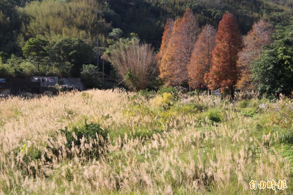 橘黃色的落羽松伴著白色菅芒花，在九芎湖內一起搖曳生姿。（記者黃美珠攝）