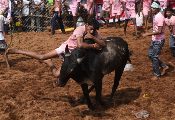 印度泰米爾納德邦（Tamil Nadu）普杜柯泰（Pudukottai）的傳統馴牛活動「迦里卡圖」，14日至今已造成至少5死60傷。（法新社）