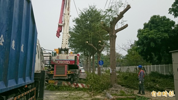 民學路的小葉欖仁正進行移植準備。（記者葉永騫攝）