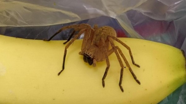 藍格立從超市買了一串香蕉，竟把「世界最毒蜘蛛」帶回家。（圖擷取自《太陽報》）