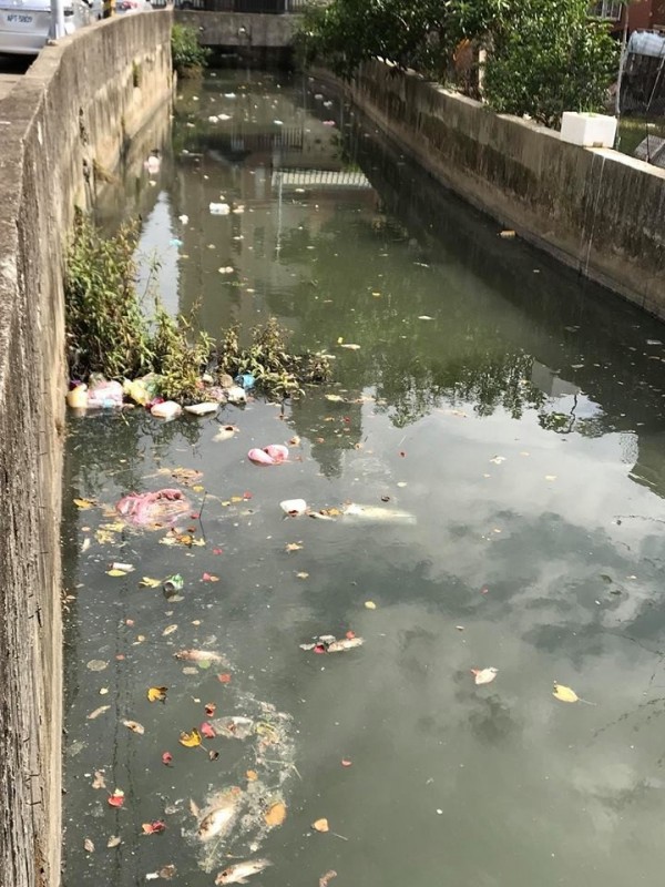 隆恩圳溝渠呈深黑色，水面上漂浮大量垃圾、油漬，大批魚群也暴斃翻肚。（記者鄭名翔翻攝）