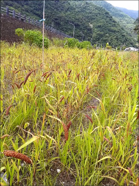 微生物肥料是利用微生物補充土壤中的有益微生物族群。（農委會台東農改場提供）