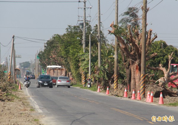 彰化縣152縣道的「茄苳樹綠色隧道」因道路拓寬，整排路樹遭剪枝移植，往日綠景已不再復見。（記者陳冠備攝）