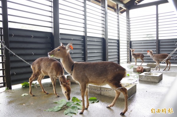 曾是鄒族獵場嘉義逐鹿社區養鹿拚觀光 生活 自由時報電子報